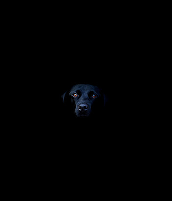 Black dog, muzzle, dark HD phone wallpaper