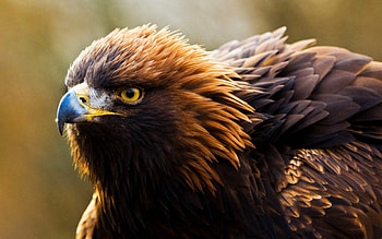eagle, animal, birds, bird, , , beautiful, SkyPhoenixX1, animals, nature HD wallpaper