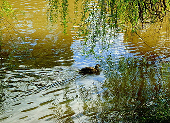 duck pond, duck, trees, nature, water, pond HD wallpaper