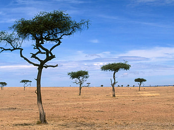 Tree, Trees, Savannah, , Sky HD wallpaper