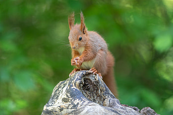 Animals, Squirrel, Fluffy, Nice, Sweetheart, Beast, Rodent HD wallpaper