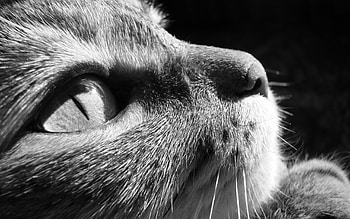 Animals, Cats HD wallpaper