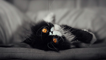 Cat Eyes, cat, eyes, animals, black HD wallpaper
