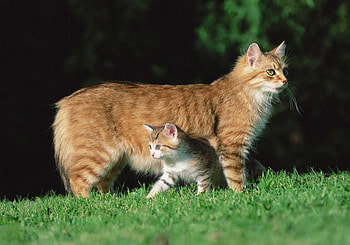 Animals, Grass, Cat, Kitty, Kitten HD wallpaper