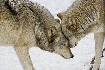 Head to Head, Wolves, painting, animals, snow, Wolf, nature HD wallpaper