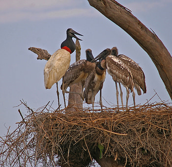 Jabiru Stork, GlobalWings , Majestic Bird, Wetlands HD wallpaper