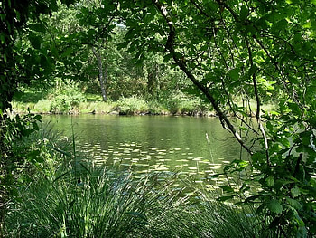 A Secret Resting Place, grass, nature, forest, lake HD wallpaper