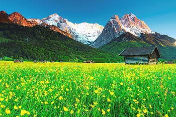 Sunrise At The Mountain Field, snowy peaks, Bavarian Alps, morning light, sunrise, huts, beautiful landscape, fields, flowers, mountains, forest HD wallpaper