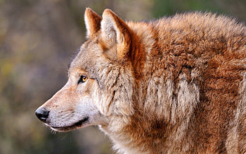 Animals, Dog, Predator, Wolf, Beast, Profile HD wallpaper