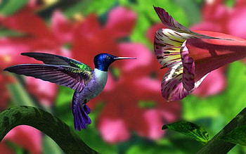 Hummingbird, Animal, Bird HD wallpaper