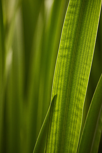 Macro, Sheet, Leaf, Veins HD phone wallpaper