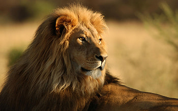 Animals, Lions HD wallpaper