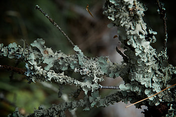 Crust, green, colors, sesons, nature, tree HD wallpaper