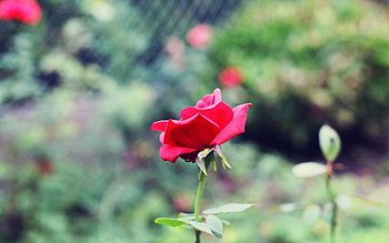 Flowers, Leaves, Rose Flower, Rose, Petals, Stem, Stalk HD wallpaper
