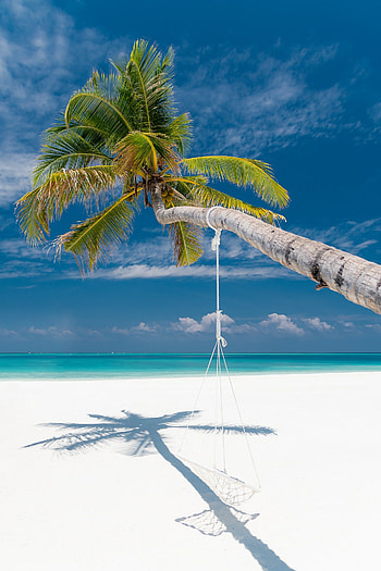 Palm tree, Summer HD phone wallpaper