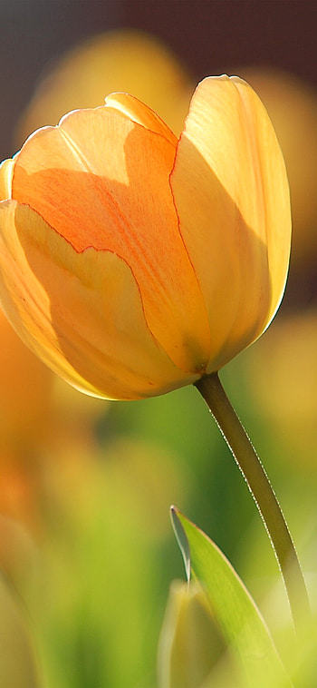 Orange tulip, Springtime beauty, Vibrant and lively, Nature's delight HD phone wallpaper