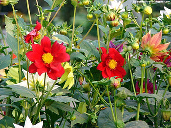 BEAUTIFUL GARDEN, garden, beautiful, flowers, red HD wallpaper