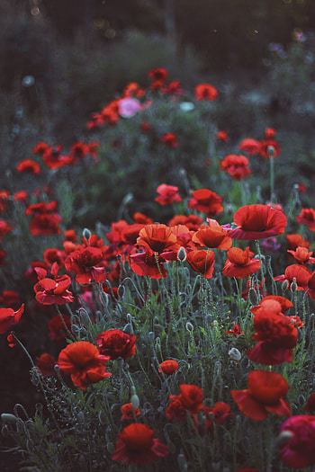 Poppies, flower field, meadow, spring HD phone wallpaper