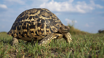Land Turtle, turtle, cool, , land HD wallpaper
