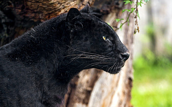 Animals, Predator, Big Cat, Profile, Panther HD wallpaper