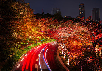 Japan Tokyo Roads Autumn Trees Night, japan, tokyo, road, autumn, trees, nature, night HD wallpaper