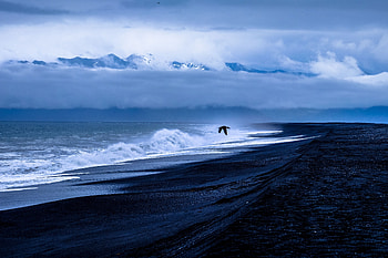 Nature, Sea, Bird, Flight, Surf HD wallpaper