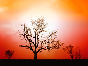 Landscape, Trees, Sky HD wallpaper
