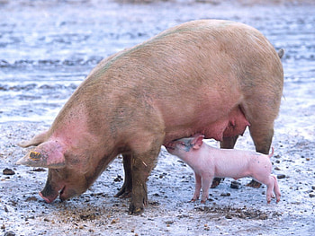 Sow with piglet, piglet feeding, mother pig, sow HD wallpaper