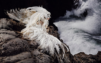 White feathers, sea, white, model, girl, woman, rock, feather, waves, creature HD wallpaper