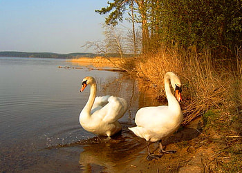 Summer's end, swans, pair, trees, autumn, gold, lake HD wallpaper