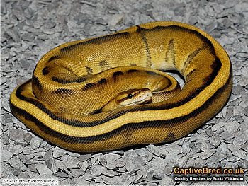 Ball_Python, cool, python, , ball HD wallpaper