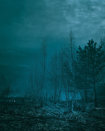 Nature, Trees, Night, Twilight, Dusk, Haze, Moonlight HD phone wallpaper