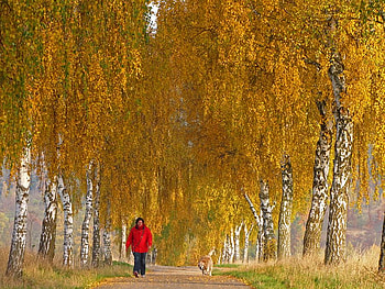 walk, dog, woman, park, birch, yellow, red, autumn, nature HD wallpaper