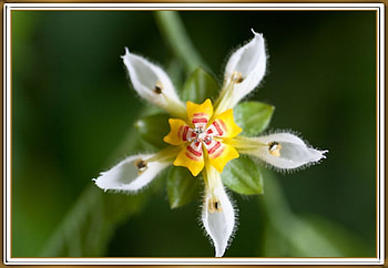UNUSUAL FLOWER, FLOWER, PRETTY, NATURE HD wallpaper