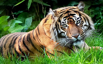tiger, grass, cat, feline HD wallpaper