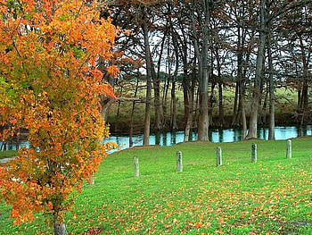 Maple by Medina River, river, autumn, grass, tree HD wallpaper