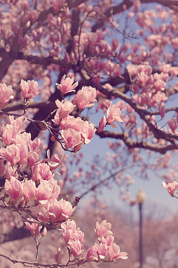 graphy ideas, Capture the moment, In this moment, Stunning graphy HD phone wallpaper