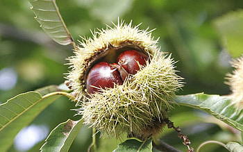 Chestnut , High-quality backgrounds, Stunning ry HD wallpaper