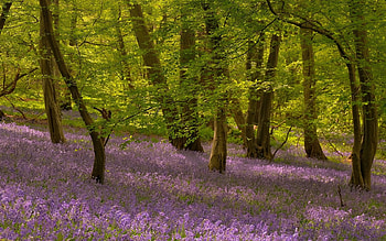 Flowering Forest, England, nature, flowers, forest, spring HD wallpaper