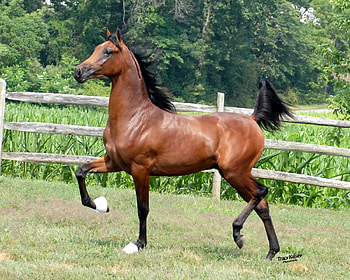 Bay Arabian, bay, arabian, horses, oriental HD wallpaper