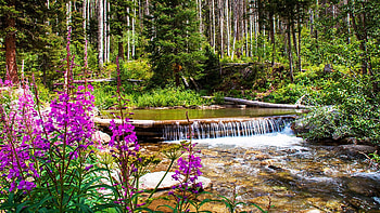 Tranquillity in the Taos Ski Valley, New Mexico, flowers, cascade, river, trees, stones, usa HD wallpaper