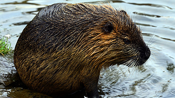 Beaver, Bathing, Baltana HD wallpaper