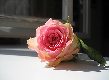 Flowers, Flower, Rose Flower, Rose, Bud, Window Sill, Windowsill, Frame HD wallpaper