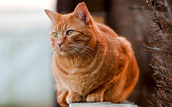 Animals, Sit, Cat, Fat, Thick, Watch, To Watch HD wallpaper
