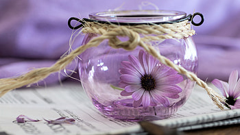 ღ, Flower, Glass, Pink, Daisy HD wallpaper