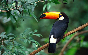 Animals, Bird, Wood, Beak, Tree, Branch, Toucan HD wallpaper