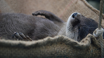 Sleeping otter beauty, Calm and peaceful, Resting in harmony, Nature's tranquility HD wallpaper