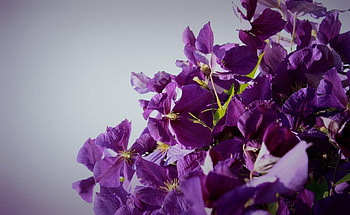 Flowers, Background, Lilac, Bloom, Flowering, Clematis HD wallpaper