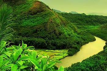 Beautiful Greenery of Real Nature Scene HD wallpaper
