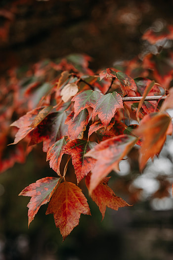Leaves, Plant, Macro, Branch HD phone wallpaper